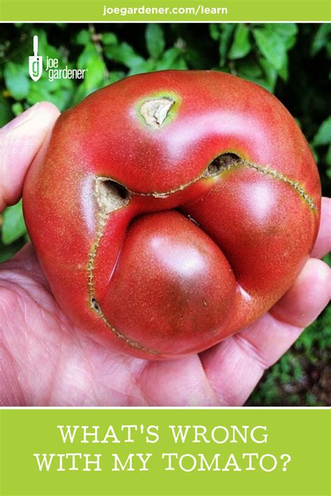 Whats Wrong With My Tomatoes Solve Tomato Problems Joe Gardener® Tomato Problems Tomato
