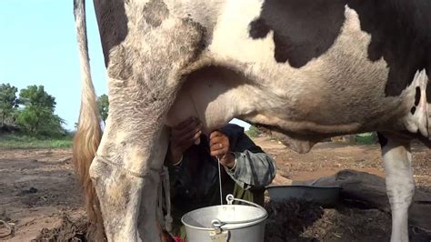 India Young Women Milking The Cow Youtube