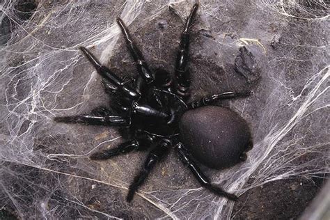 10 Poisonous Spiders Are The Most Feared For Humans