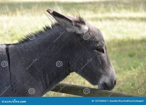 Portrait Of A Grey Donkey On A Meadow Stock Image Image Of Germany