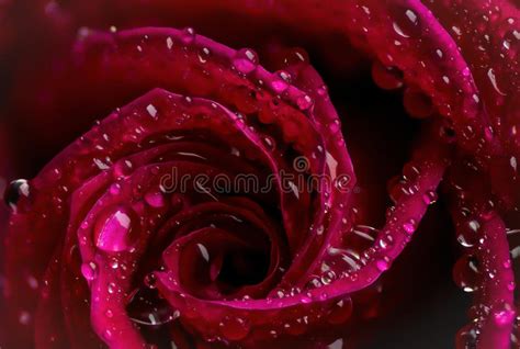 Macro Red Rose With Water Droplets Stock Photo Image Of Depth Dewy