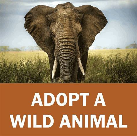 Adopt A Wild Animal