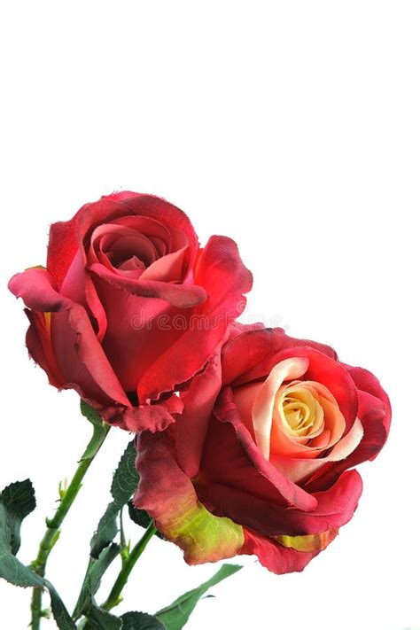 Red Rose Stock Photo Image Of Anniversary Freshness 46134252