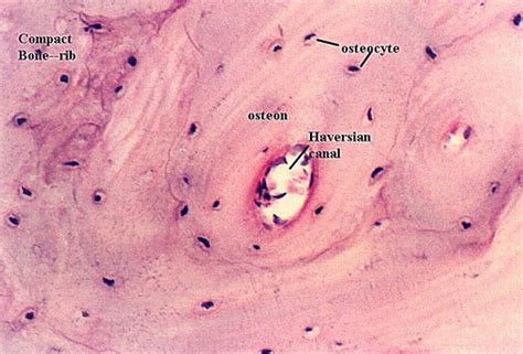 Most bones contain compact and spongy osseous tissue, but their distribution and concentration vary based on the bone's overall function. COMPACT BONE HISTOLOGY | Microanatomy Web Atlas | Gwen V ...