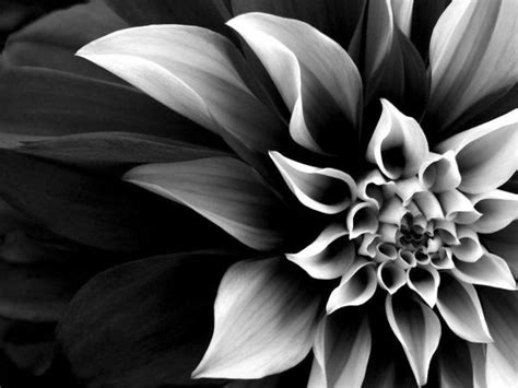 45 Fascinating Black And White Photography Greenorc Black And White