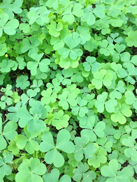 Clover Herbs Plants Pictures
