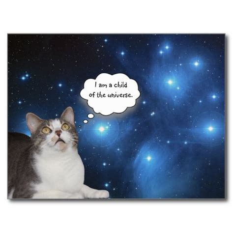 Funny Cat Star Gazer Postcard Funny Cat Photos Funny Cats Funny