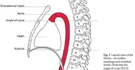 It has facets on its each lateral border for articulation with the costal cartilage of the 3rd to 7th ribs along with the part of second costal cartilage. Understanding the Clinical Guide to Anatomy: Thoracic Cage ...