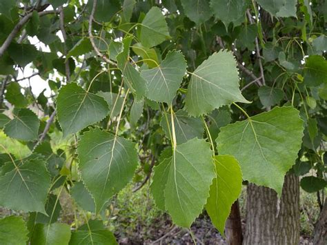 Eastern Cottonwood Populus Deltoides