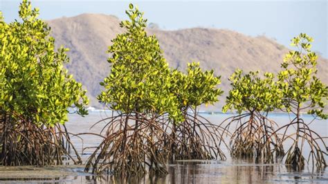 6 Fakta Unik Mangrove Si Pelindung Lingkungan Yang Sedang Populer