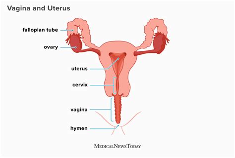 what does the inside of a vagina look like diagrams and self exam 2023