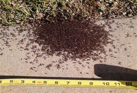 Swarming Ant All You Need To Know In A Quick Friendly Guide Whats