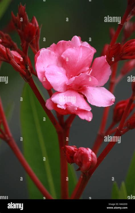 Oleander Flower Hi Res Stock Photography And Images Alamy