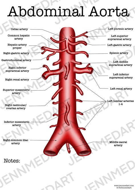 Abdominal Aorta Anatomy Worksheet Single Filled Digital Download