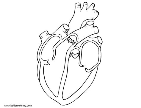 Heart Anatomy Coloring
