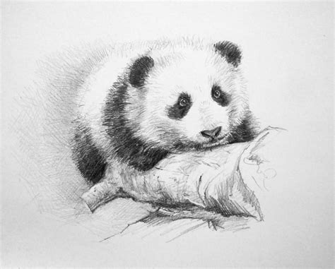 Baby Panda Drawing At Explore Collection Of Baby