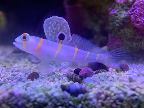 Beautiful New Orange Stripe Prawn Goby In The 20g Rreeftank