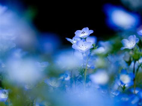 Nature Flowers Depth Of Field Blue Flowers Wallpapers Hd Desktop