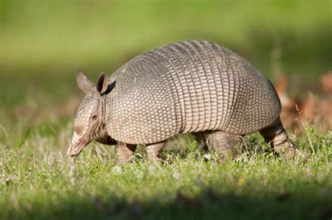 Human Contact With Armadillos Blamed For Surge In Leprosy Cases In Florida Health And Wellness