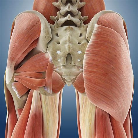 Almost every skeletal muscle works by pulling two or more bones . Buttock Muscles Photograph by Springer Medizin