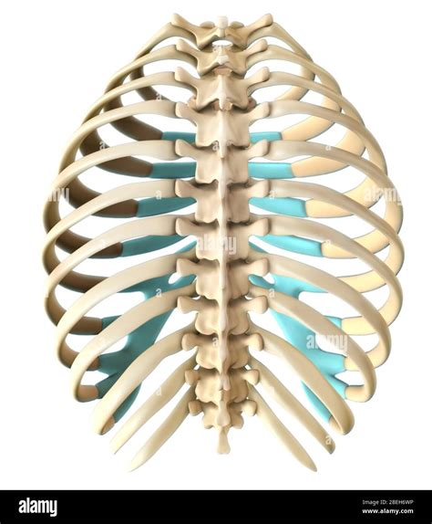 A 3d Illustration Of A Human Rib Cage From A Posterior View Stock Photo