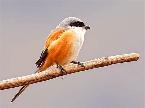 Namun, satu hal yang pasti adalah semakin pintar merpati tersebut, maka harganya juga semakin mahal. TERBARU Harga Burung Kicau Murah di Pasar Burung Daftar Update - Fresh Info