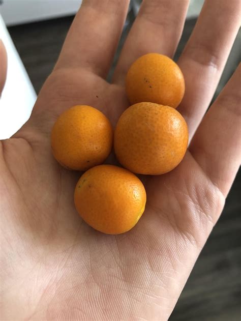 I Have These Mini Oranges And I Was Wondering If There Were Any Recipes