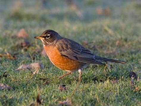 Rare birds of the pacific northwest is a book in prey: In the backyard... American Robin - Pacific NW Birder