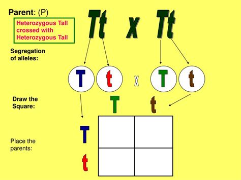 Ppt Punnett Squares Powerpoint Presentation Free Download Id5578232