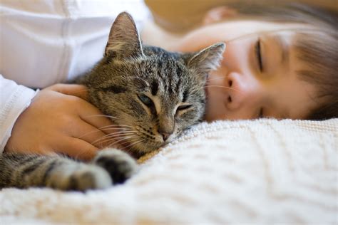 However, you should also learn why an unhappy cat might loaf. Cats Purr Unknown Healing Power