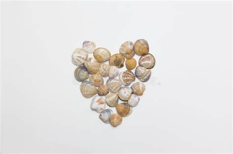 Heart Made Of Shells On A White Background Stock Photo Image Of