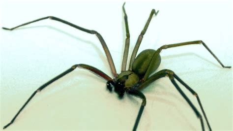 Central Florida Man Dies From Brown Recluse Spider Bite
