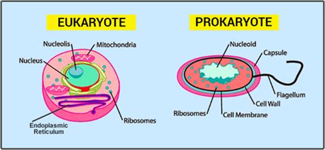 Prokaryotic Cell And Eukaryotic Cell Comparison And Differences