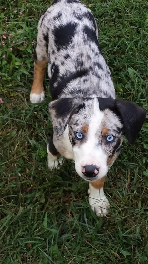 adopt nala  petfinder australian shepherd puppy adoption beagle mix