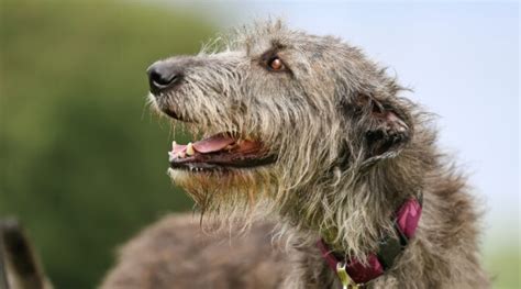 Irish Wolfhound Dog Breed Information Facts Traits Pictures And More