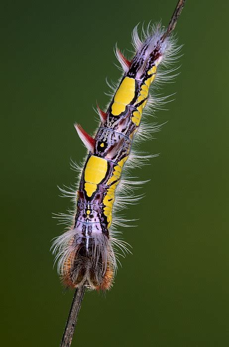 Blue Morpho Butterfly Caterpillar By Ingo Arndt