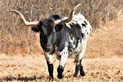 Black And White Texas Longhorn Bull Free Stock Photo Public Domain
