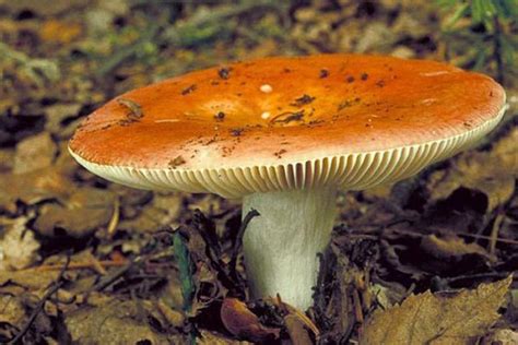 Как отличить съедобные грибы: фото, описания и названия