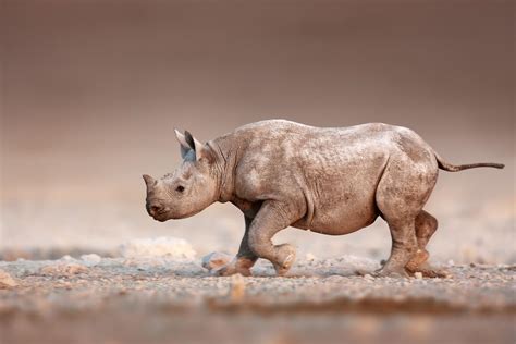 Fit Tech Tracks Rhinos Via Footprint Photos