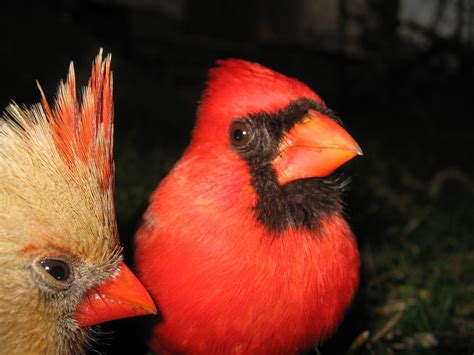Cardinal Cardinal Cool Pictures Beautiful Birds
