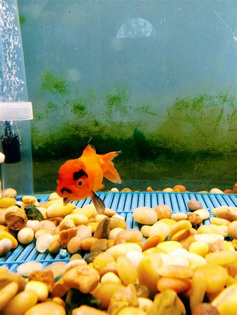A Goldfish In An Aquarium With Rocks And Gravel On The Bottom Looking For Food