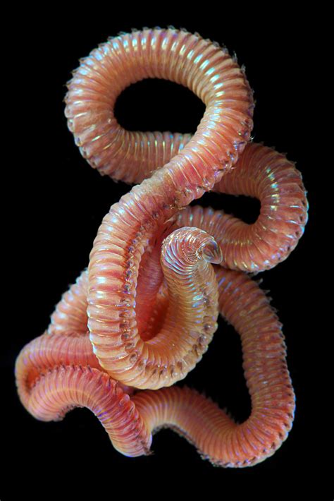 Astounding Photos Of Marine Worms Some Previously Unknown To Science