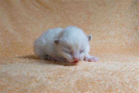 1 Week Old Kittens