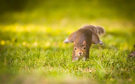 Fond Décran Animaux La Nature Herbe écureuil Vert Faune Les