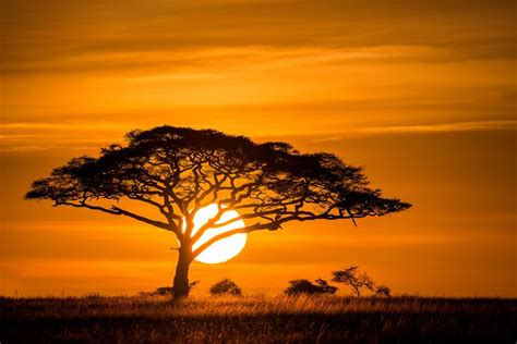 Sunrise On The Serengeti African Sunset Africa Sunset Nature