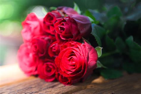 Kostenlose Foto Bündel Blume Blütenblatt Blühen Rot Romantik