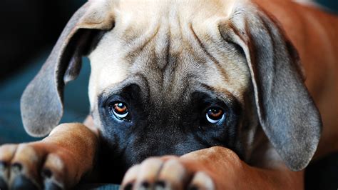 Canines Evolved Puppy Dog Eyes To Woo Human Companions Nova Pbs