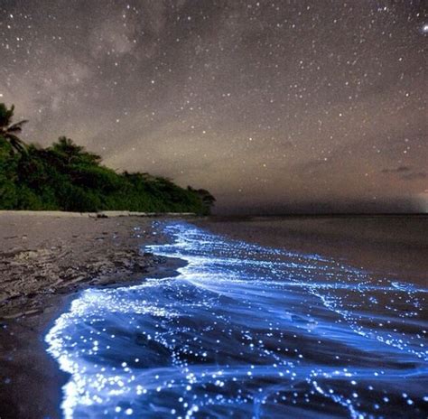 The Bioluminescent Or The Glowing Beach In Maldives All You Need To