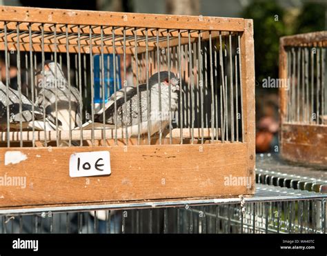 Caged Birds Sale Market Stall Hi Res Stock Photography And Images Alamy