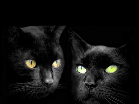 17 Best images about All Black Cats With Black And, Or, White